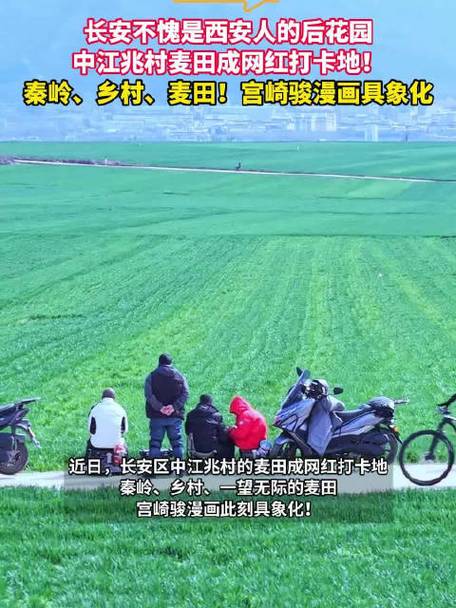 网红麦田被游客踩踏;麦田网红打卡