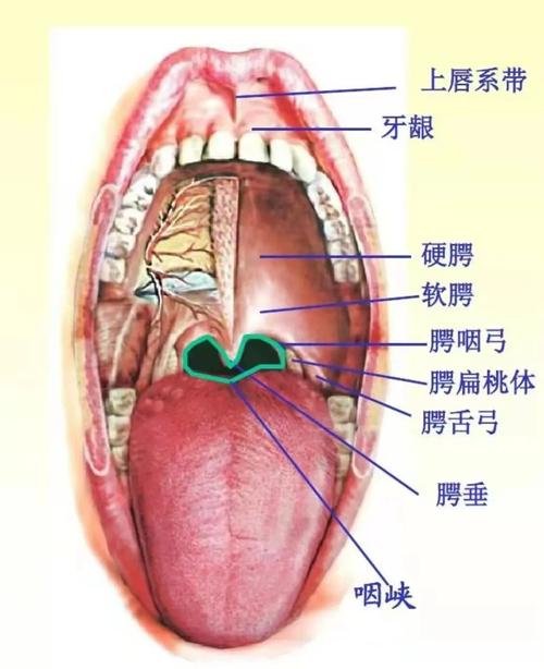 2025新澳门正版新澳免费资本和舌根和牙龈被缝一起与舌根和牙龈被缝一起怎么办