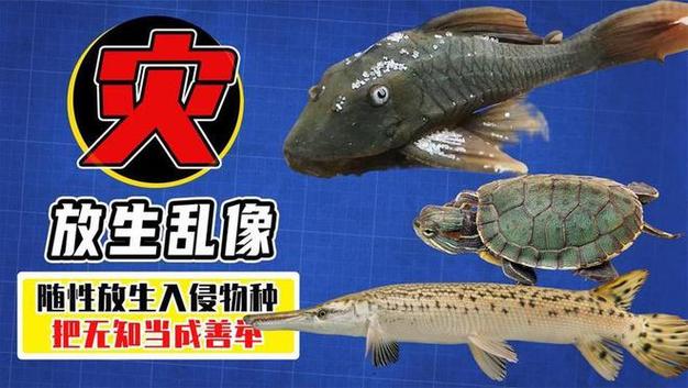 新澳天天开奖资料大全一和放生2.5万斤外来鲇鱼与放生鲇鱼的功德