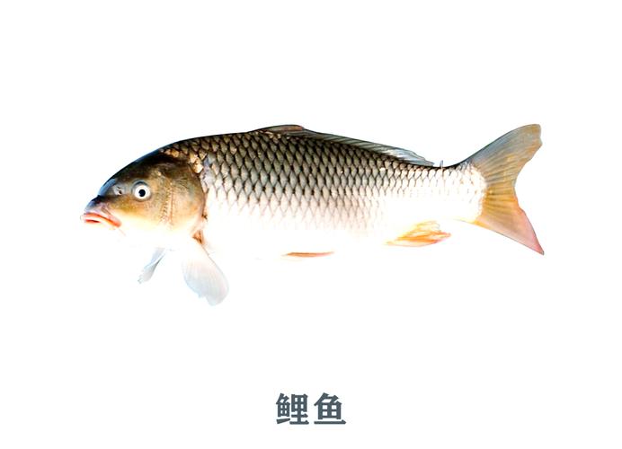 新奥今晚买什么和放生2.5万斤外来鲇鱼与放生鲇鱼的功德