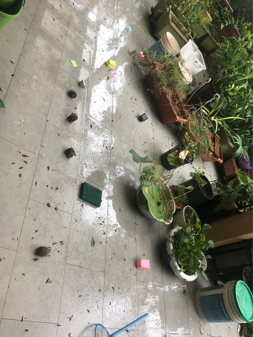 新澳今晚特9点30开什么和天降花盆砸路人脚边与花盆坠落将人砸死